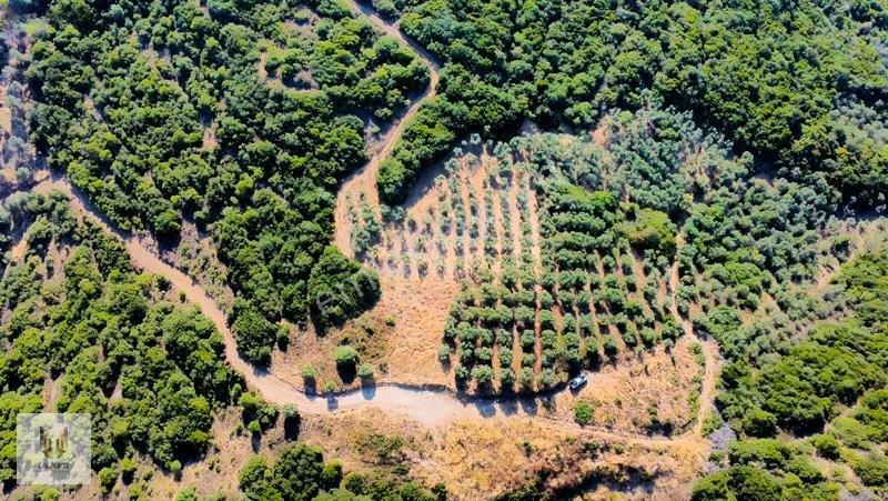 Ülker Den Kumyaka Da Ful Deniz Manzaralı Tek Tapu Zeytinlik — fotoğraf 18