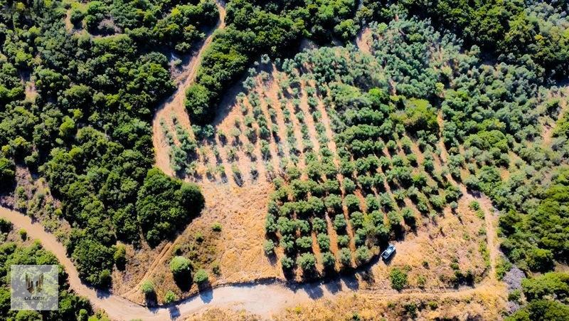 Ülker Den Kumyaka Da Ful Deniz Manzaralı Tek Tapu Zeytinlik — fotoğraf 19
