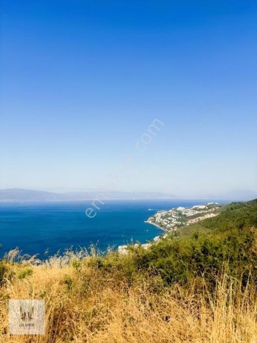 Ülker Den Kumyaka Da Ful Deniz Manzaralı Tek Tapu Zeytinlik — fotoğraf 21