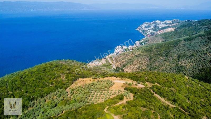 Ülker Den Kumyaka Da Ful Deniz Manzaralı Tek Tapu Zeytinlik — fotoğraf 22