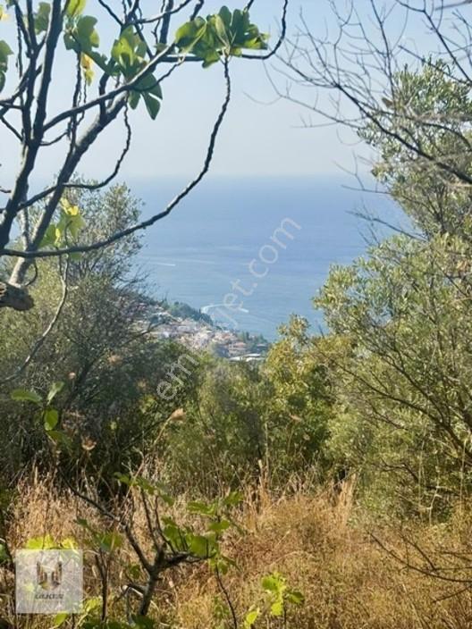 Ülker Den Kumyaka Da Ful Deniz Manzaralı Tek Tapu Zeytinlik — fotoğraf 23