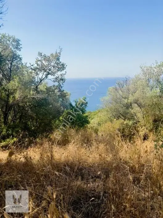 Ülker Den Kumyaka Da Ful Deniz Manzaralı Tek Tapu Zeytinlik — fotoğraf 24