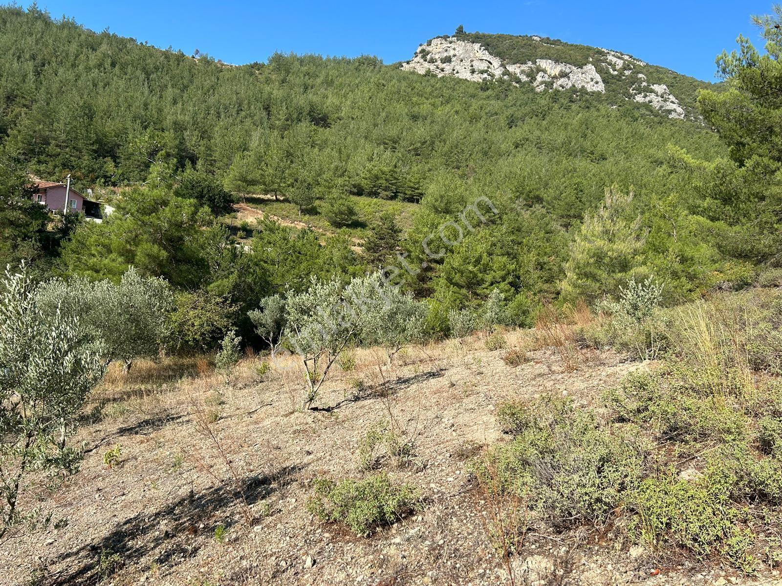 Pamukova Kazımiyede Resmi Yola Cepheli Zeytin Bahçesi — fotoğraf 3