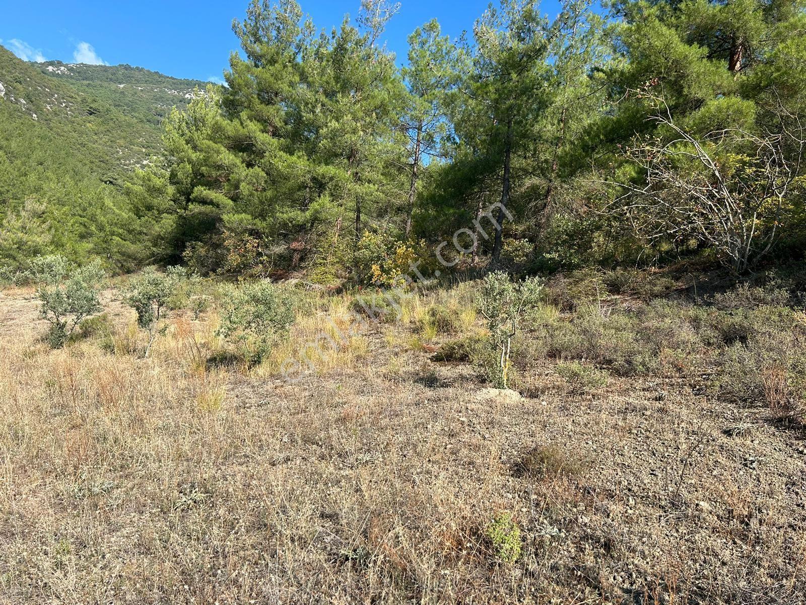 Pamukova Kazımiyede Resmi Yola Cepheli Zeytin Bahçesi — fotoğraf 4