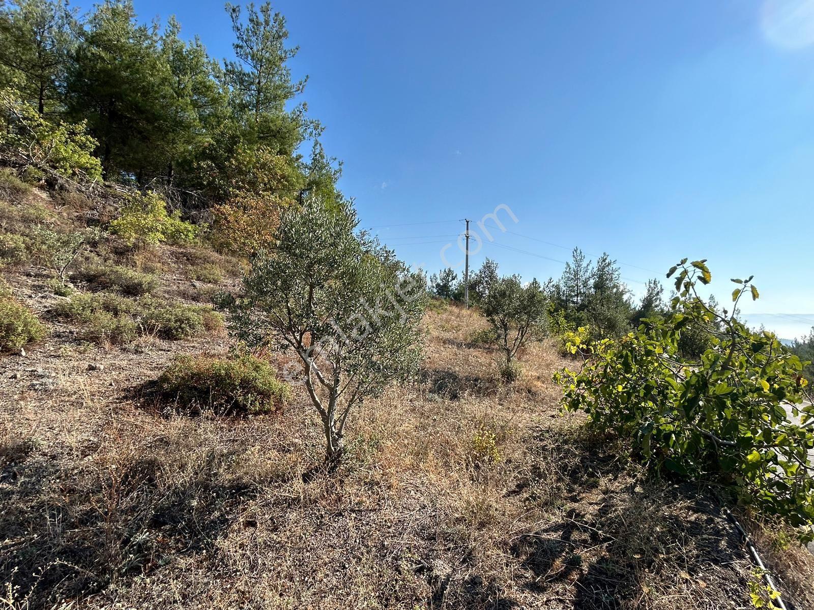 Pamukova Kazımiyede Resmi Yola Cepheli Zeytin Bahçesi — fotoğraf 12