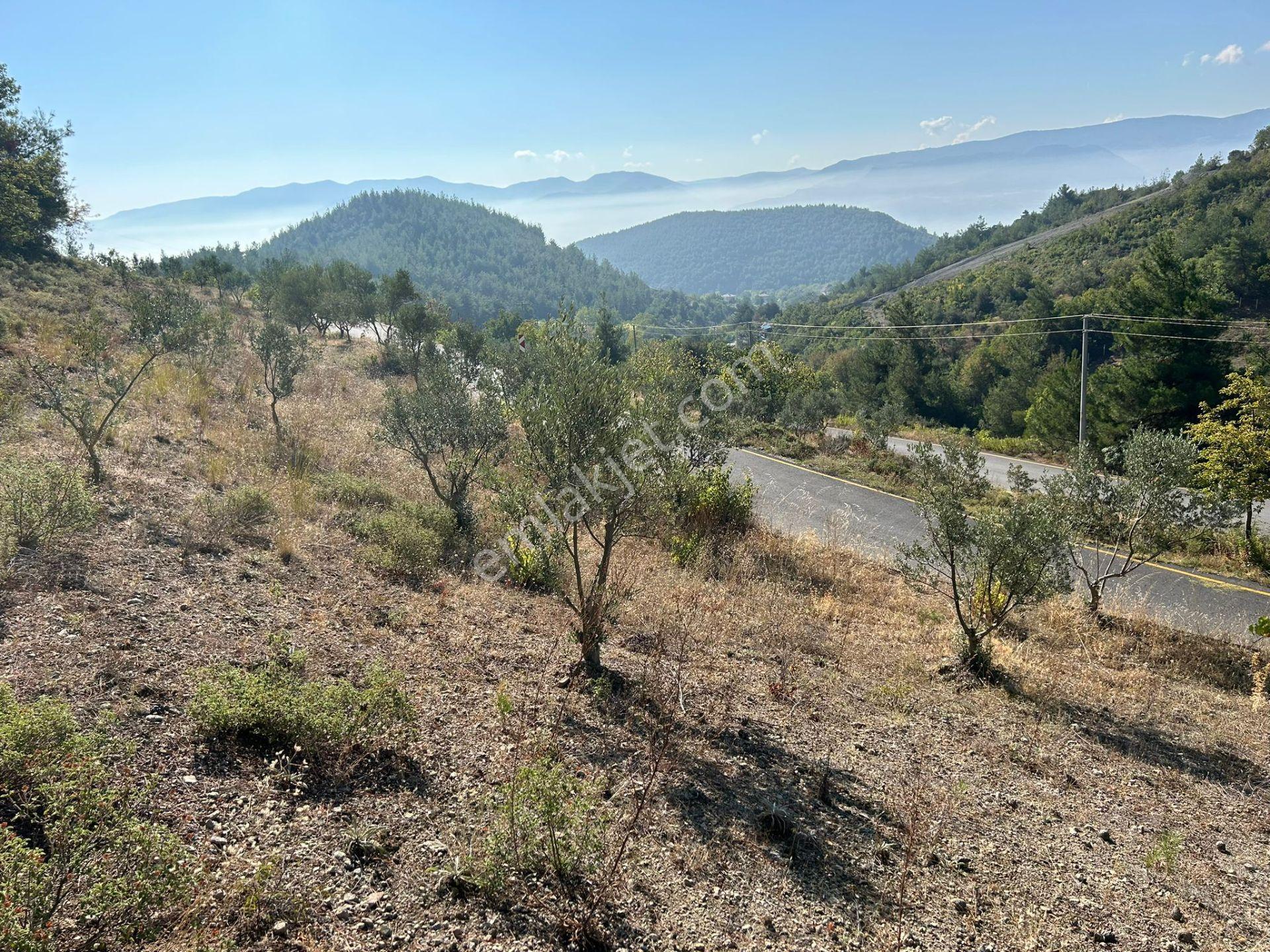 Pamukova Kazımiyede Resmi Yola Cepheli Zeytin Bahçesi — fotoğraf 13