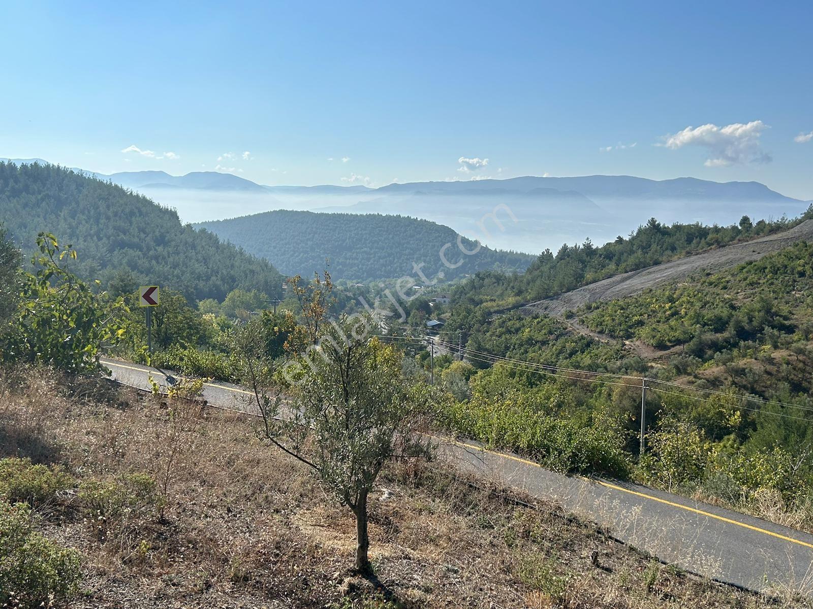 Pamukova Kazımiyede Resmi Yola Cepheli Zeytin Bahçesi — fotoğraf 16
