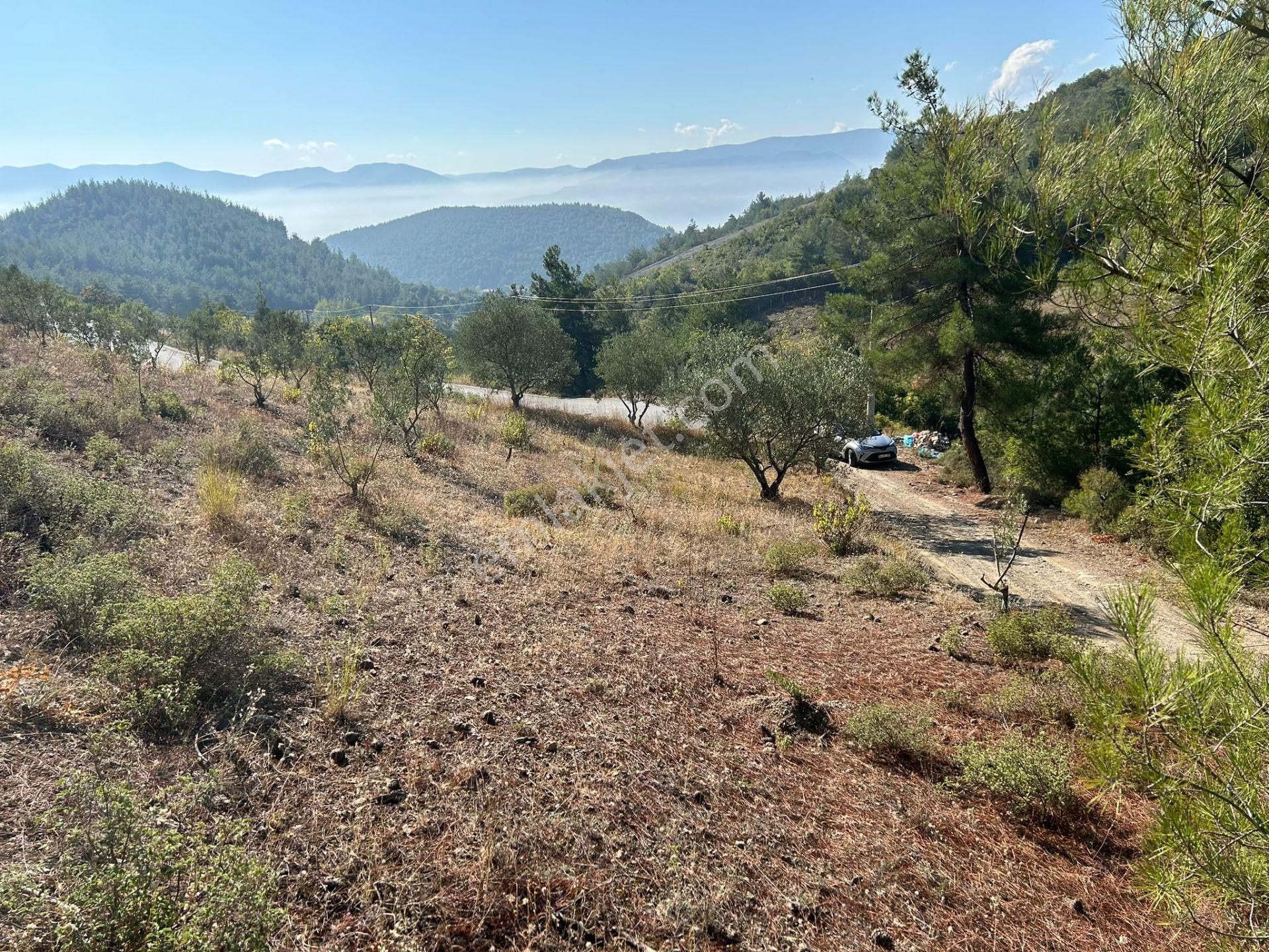 Pamukova Kazımiyede Resmi Yola Cepheli Zeytin Bahçesi — fotoğraf 19