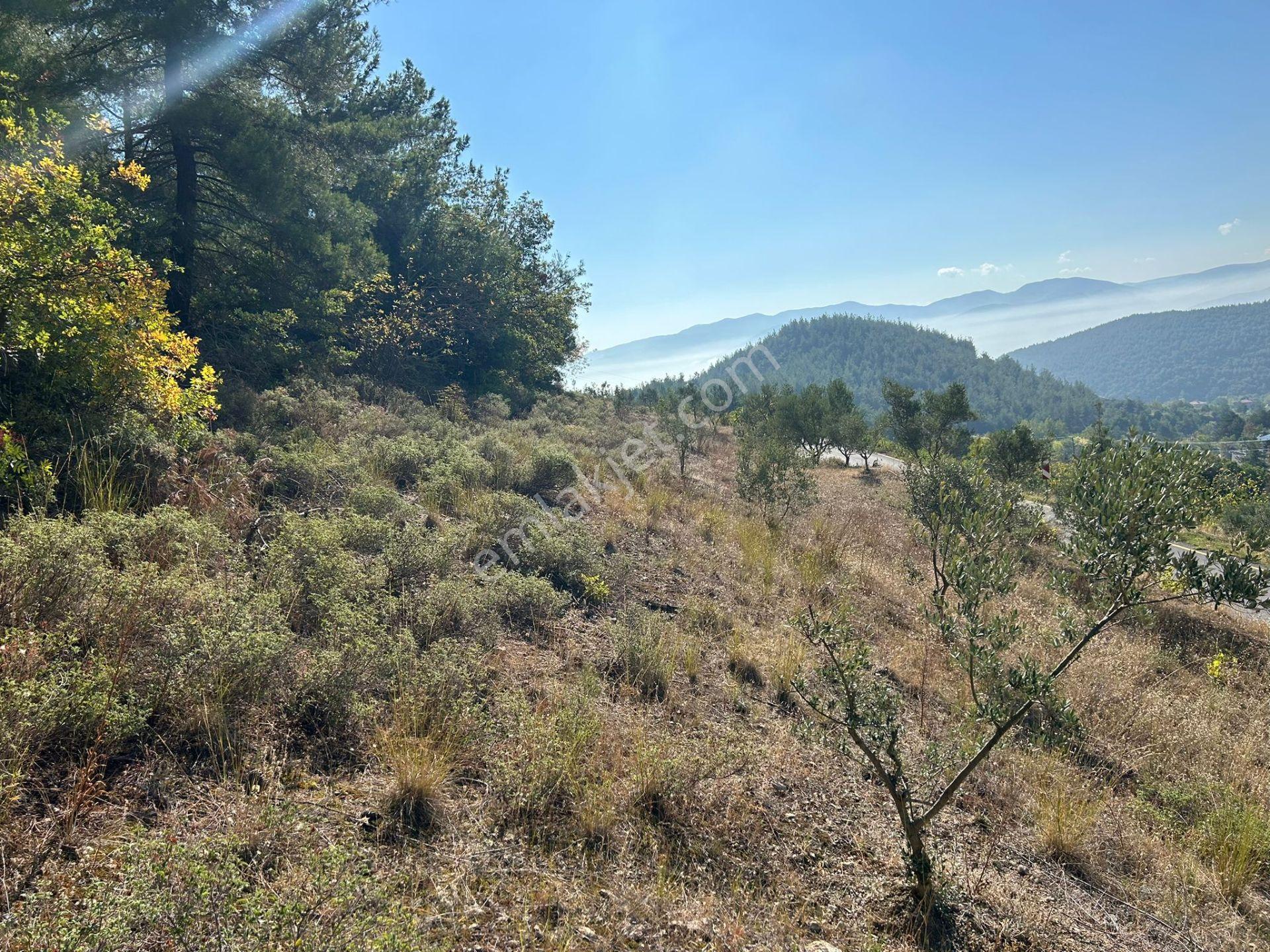 Pamukova Kazımiyede Resmi Yola Cepheli Zeytin Bahçesi — fotoğraf 22