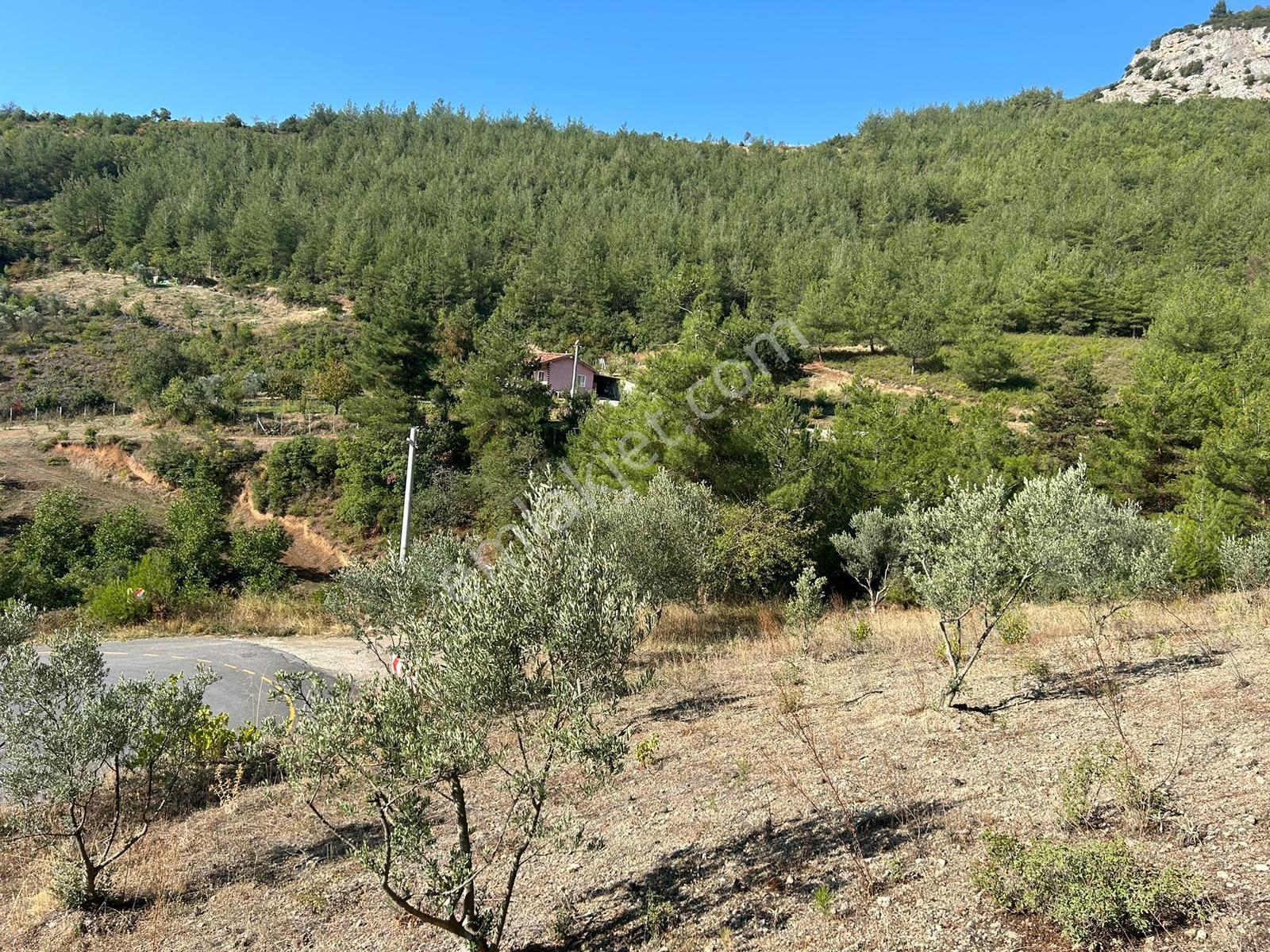 Pamukova Kazımiyede Resmi Yola Cepheli Zeytin Bahçesi — fotoğraf 28