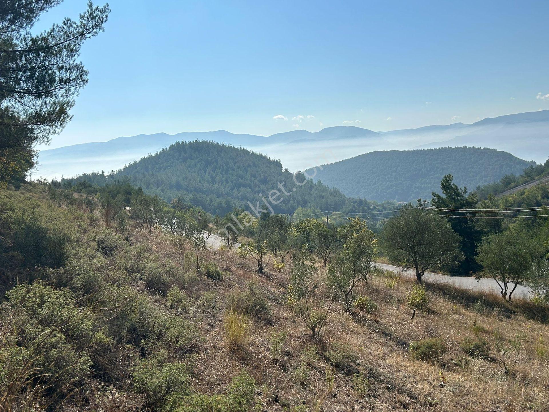 Pamukova Kazımiyede Resmi Yola Cepheli Zeytin Bahçesi — fotoğraf 29