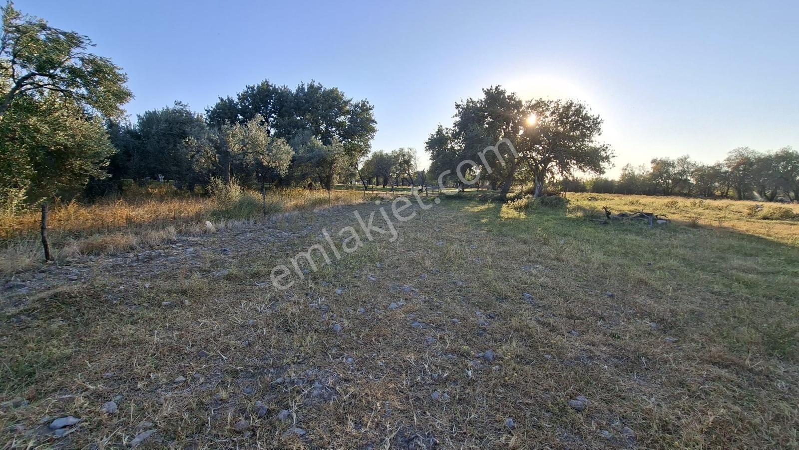 Rw Nefes'ten Burhaniye Kızıklıda 3916 M² Satılık Tarla — fotoğraf 4