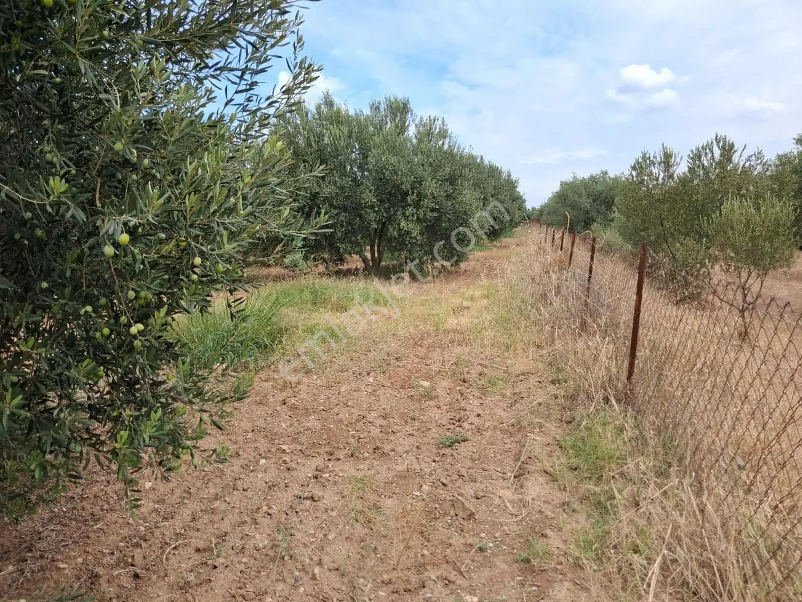 Sinirli Köyünde 3.900 M2 Elektrik Suyu Olan Bahçe — fotoğraf 4