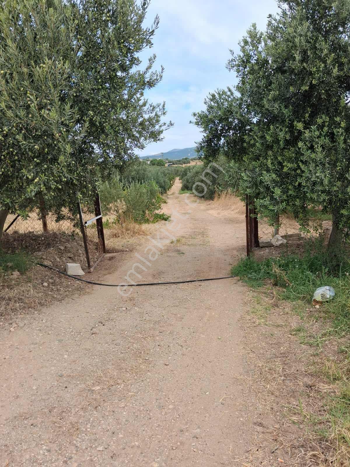 Sinirli Köyünde 3.900 M2 Elektrik Suyu Olan Bahçe — fotoğraf 6