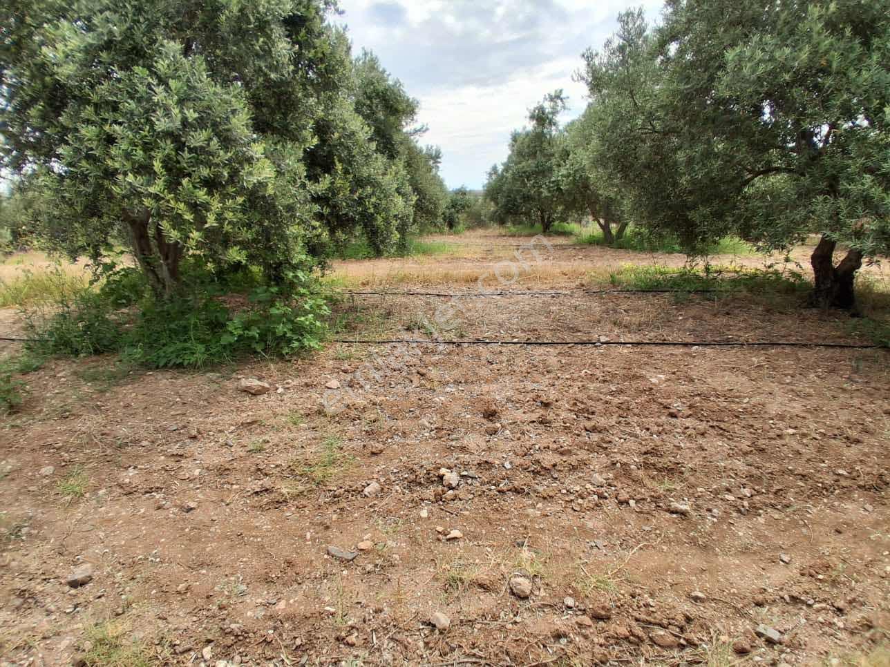 Sinirli Köyünde 3.900 M2 Elektrik Suyu Olan Bahçe — fotoğraf 10