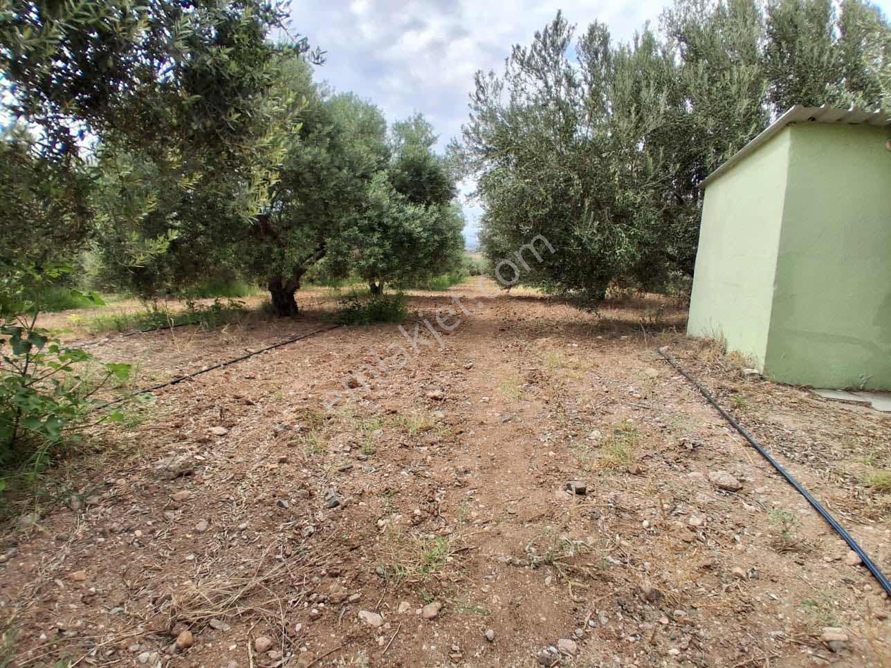 Sinirli Köyünde 3.900 M2 Elektrik Suyu Olan Bahçe — fotoğraf 11