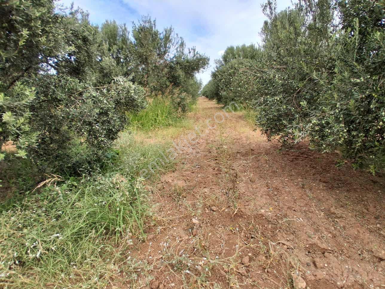 Sinirli Köyünde 3.900 M2 Elektrik Suyu Olan Bahçe — fotoğraf 12