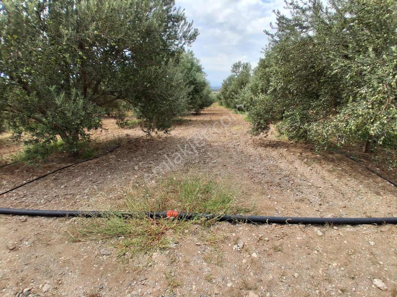 Sinirli Köyünde 3.900 M2 Elektrik Suyu Olan Bahçe — fotoğraf 14