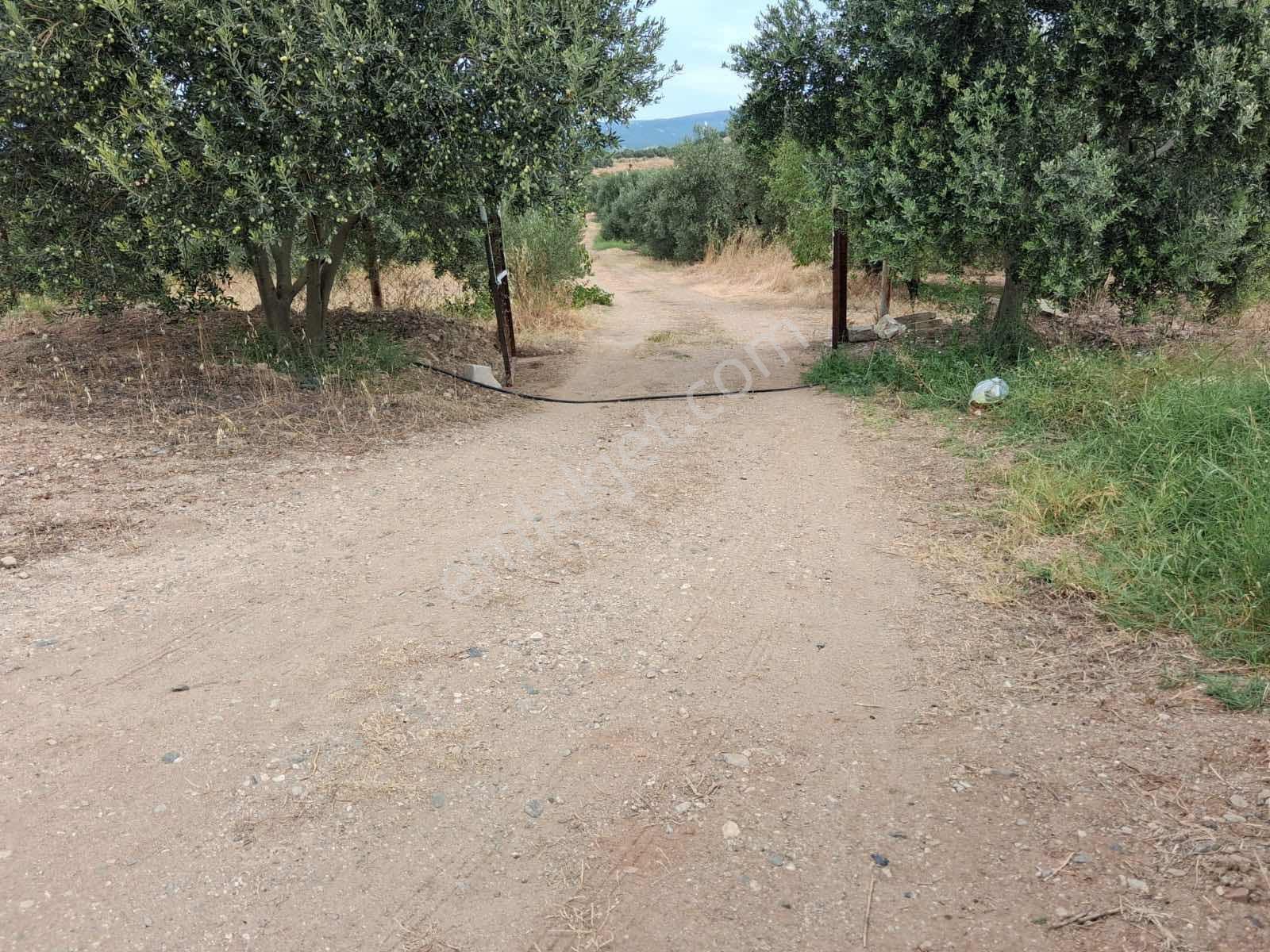 Sinirli Köyünde 3.900 M2 Elektrik Suyu Olan Bahçe — fotoğraf 15