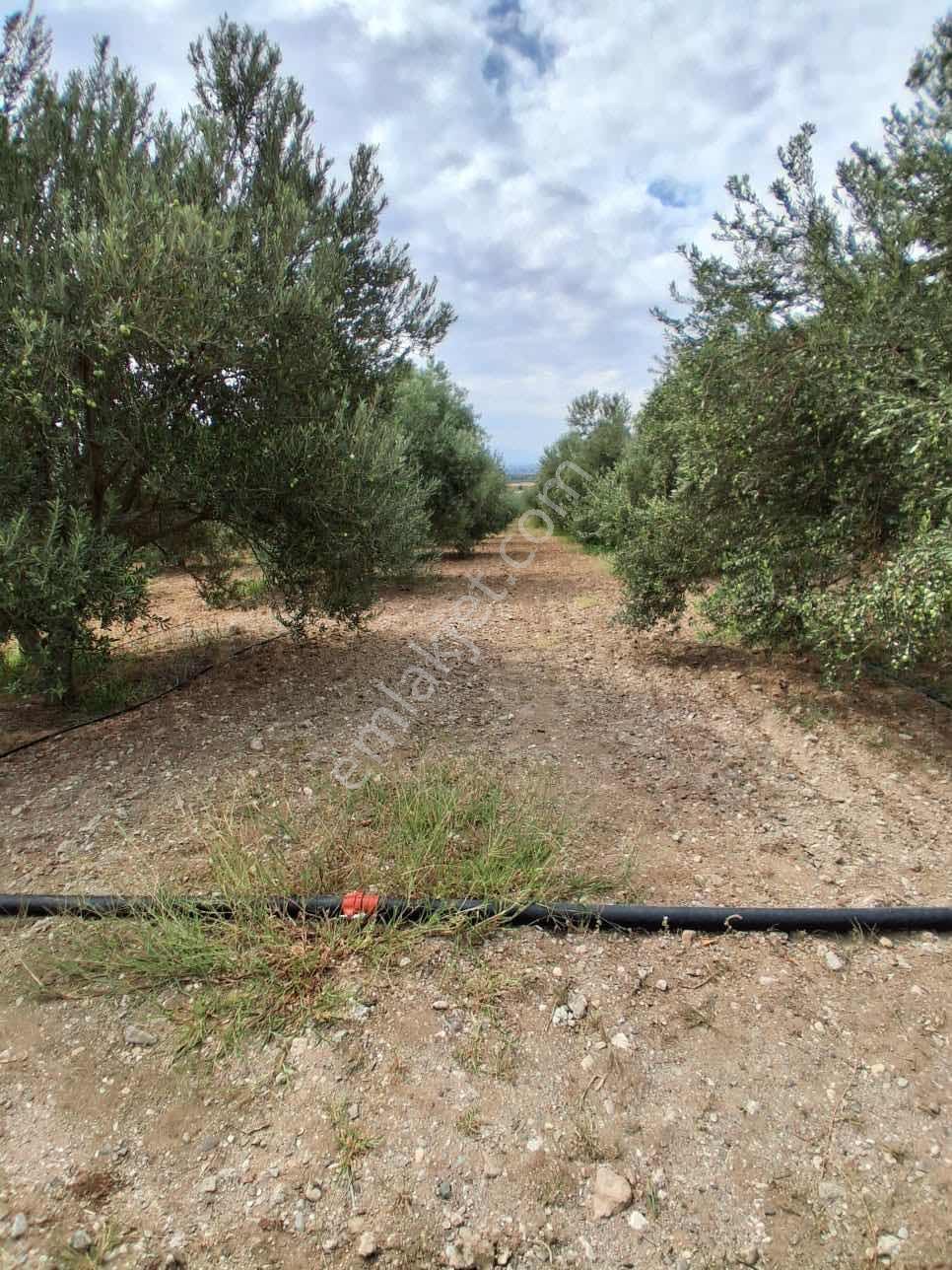 Sinirli Köyünde 3.900 M2 Elektrik Suyu Olan Bahçe — fotoğraf 17
