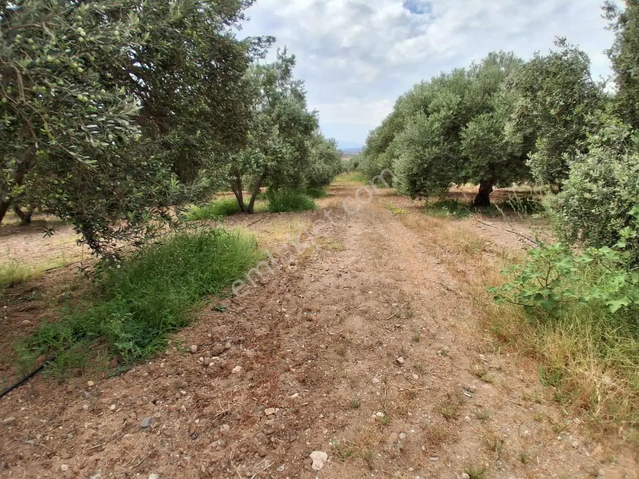 Sinirli Köyünde 3.900 M2 Elektrik Suyu Olan Bahçe — fotoğraf 20
