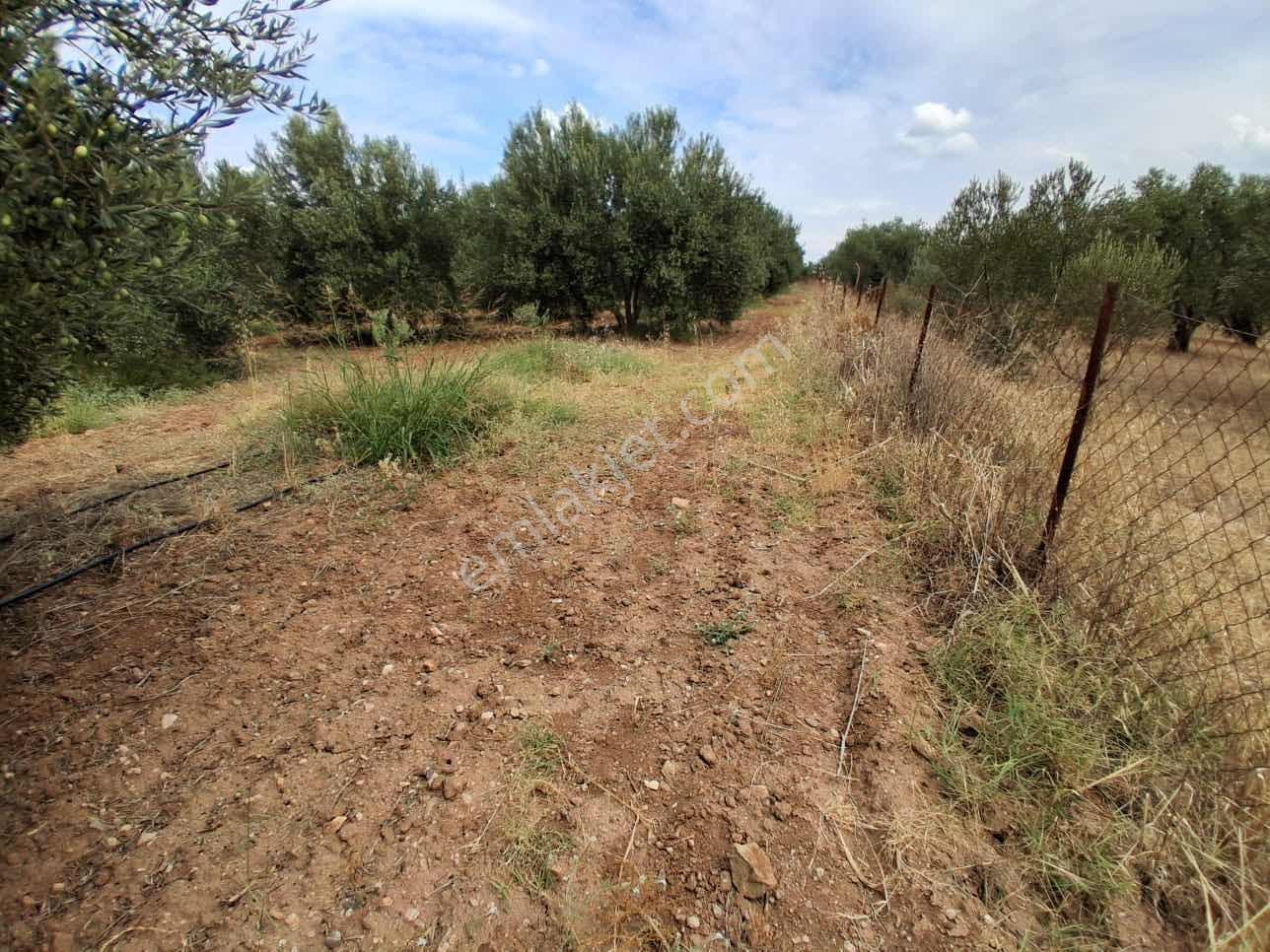 Sinirli Köyünde 3.900 M2 Elektrik Suyu Olan Bahçe — fotoğraf 27