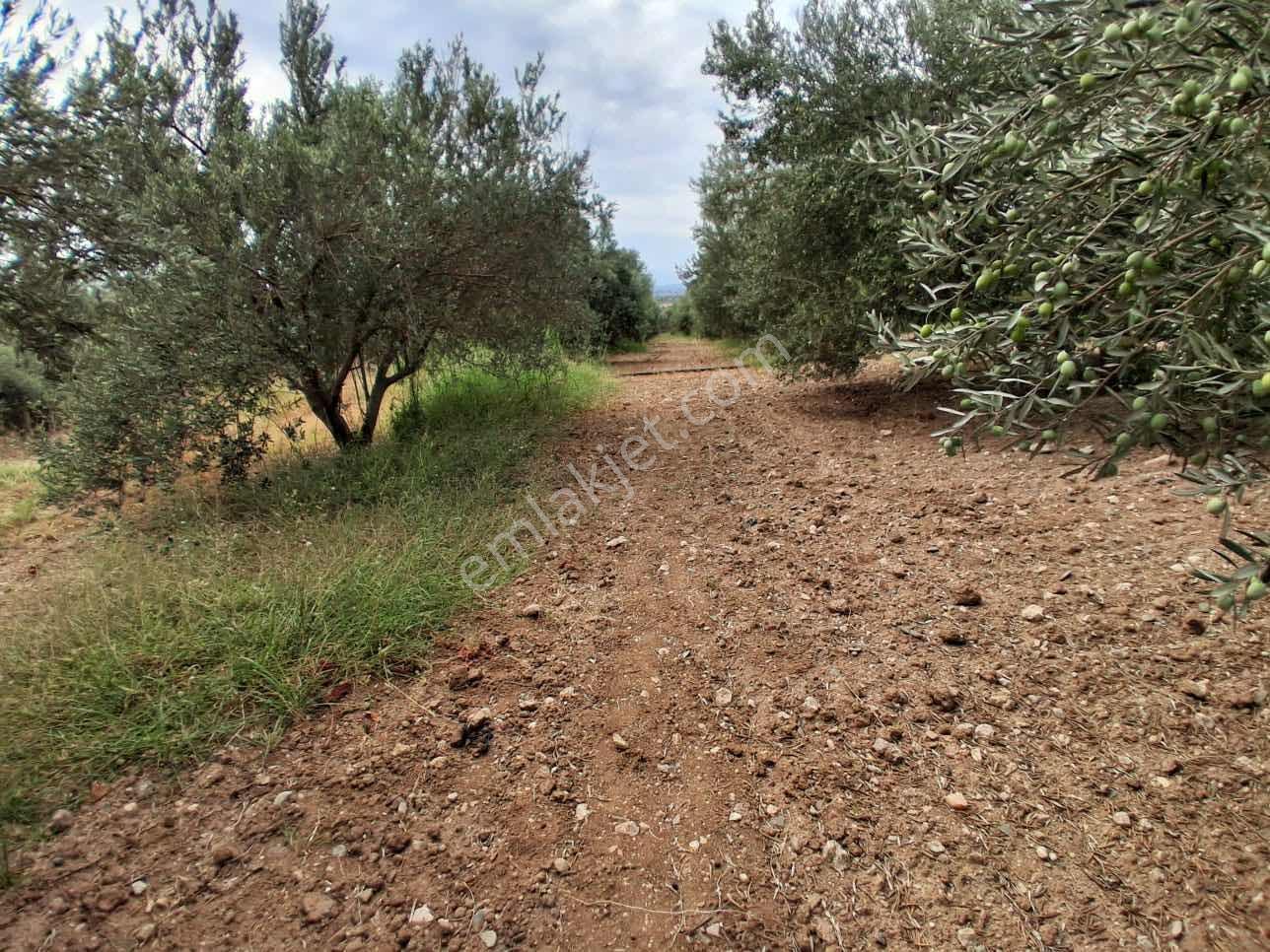 Sinirli Köyünde 3.900 M2 Elektrik Suyu Olan Bahçe — fotoğraf 29