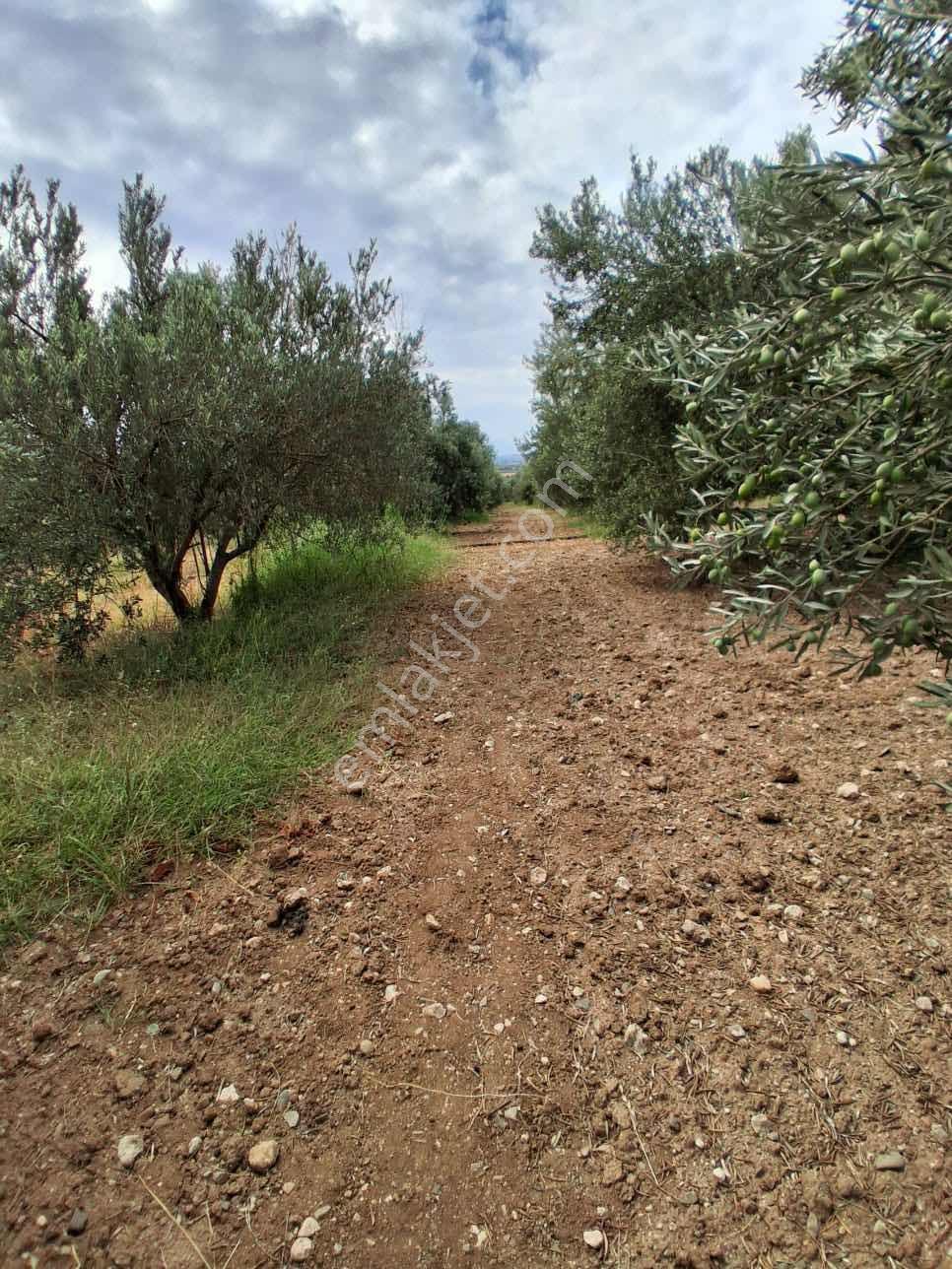 Sinirli Köyünde 3.900 M2 Elektrik Suyu Olan Bahçe — fotoğraf 30