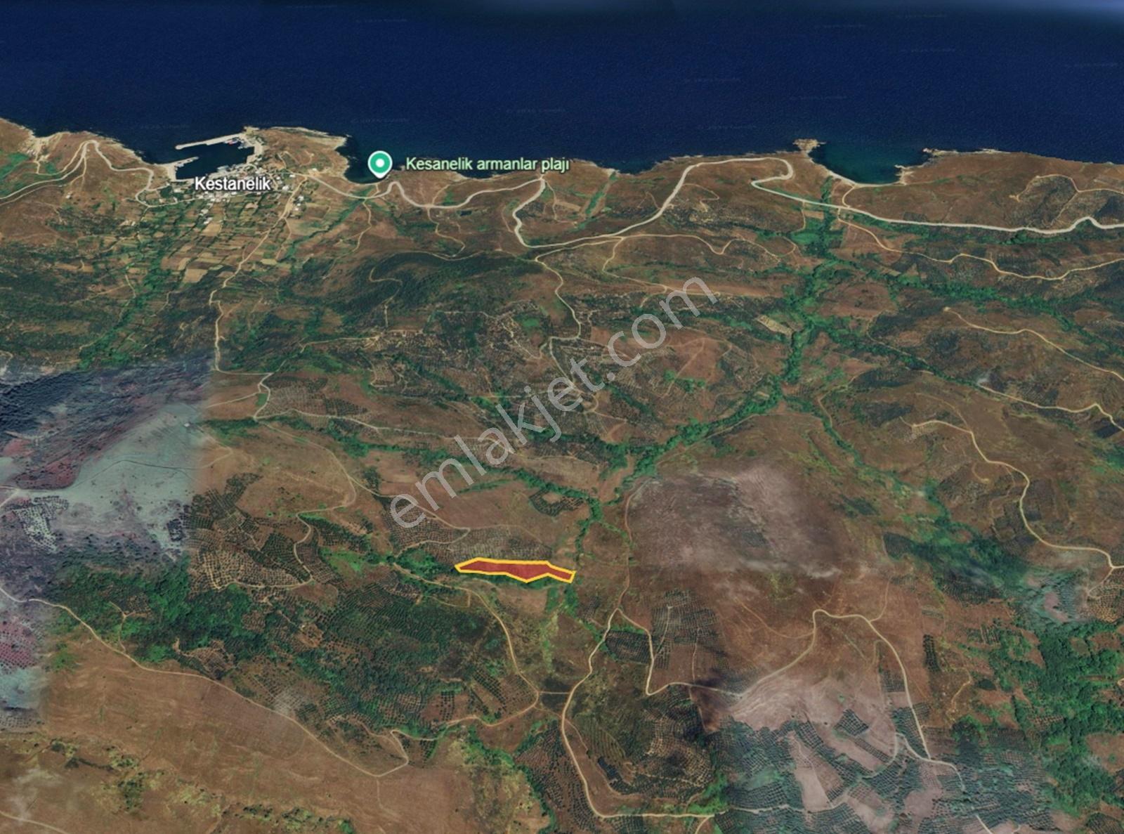Balıkesir Erdek Kestanelik De Satılık Zeytinlik — fotoğraf 4