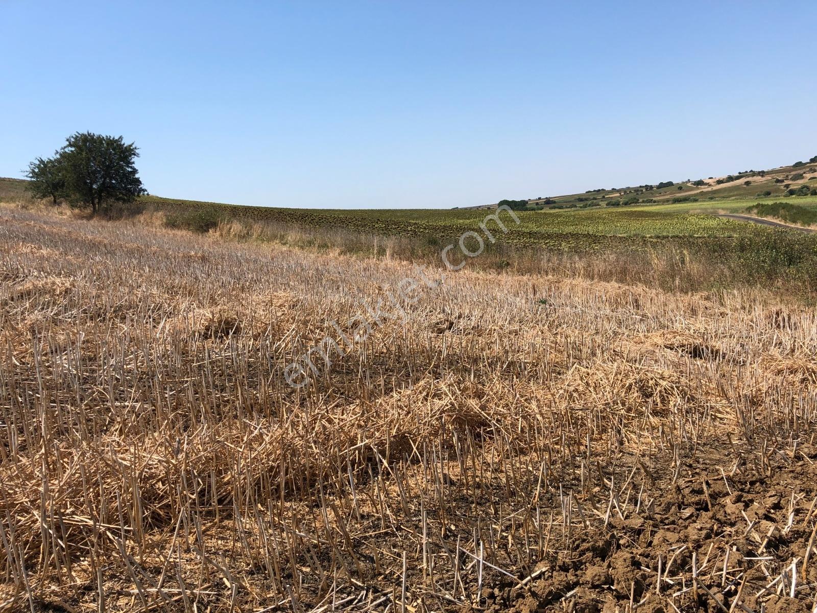 Edirne Keşan Küçükdoğanca Yatırmlık 11,150M2 Satılık Tarla