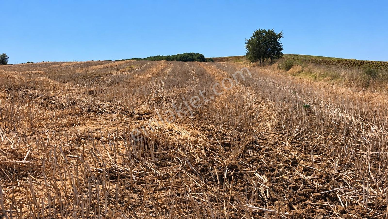 Edirne Keşan Küçükdoğanca Yatırmlık 11,150m2 Satılık Tarla — fotoğraf 3