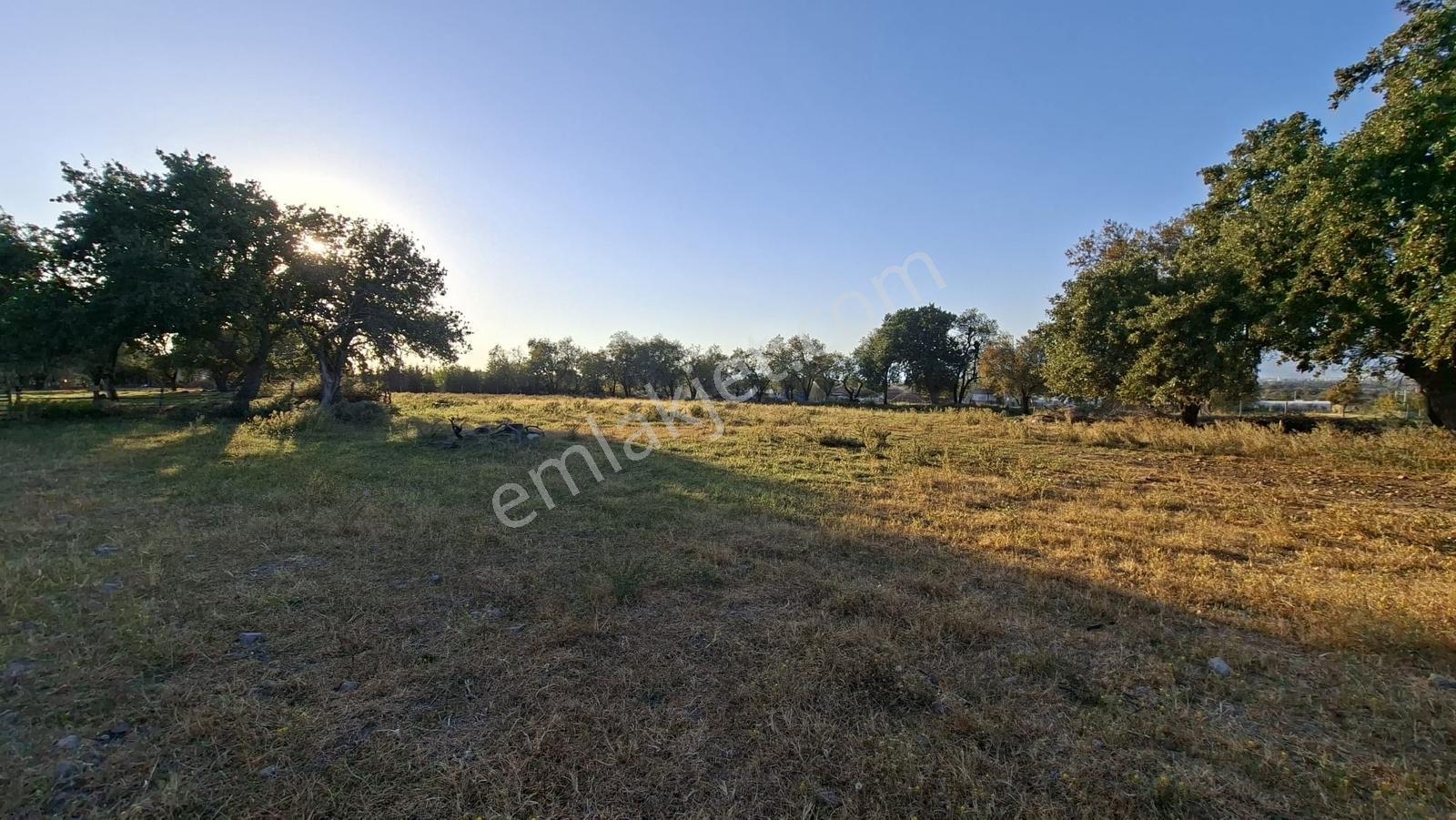 Rw Nefes'ten Burhaniye Kızıklıda 3.916 M² Satılık Tarla — fotoğraf 5