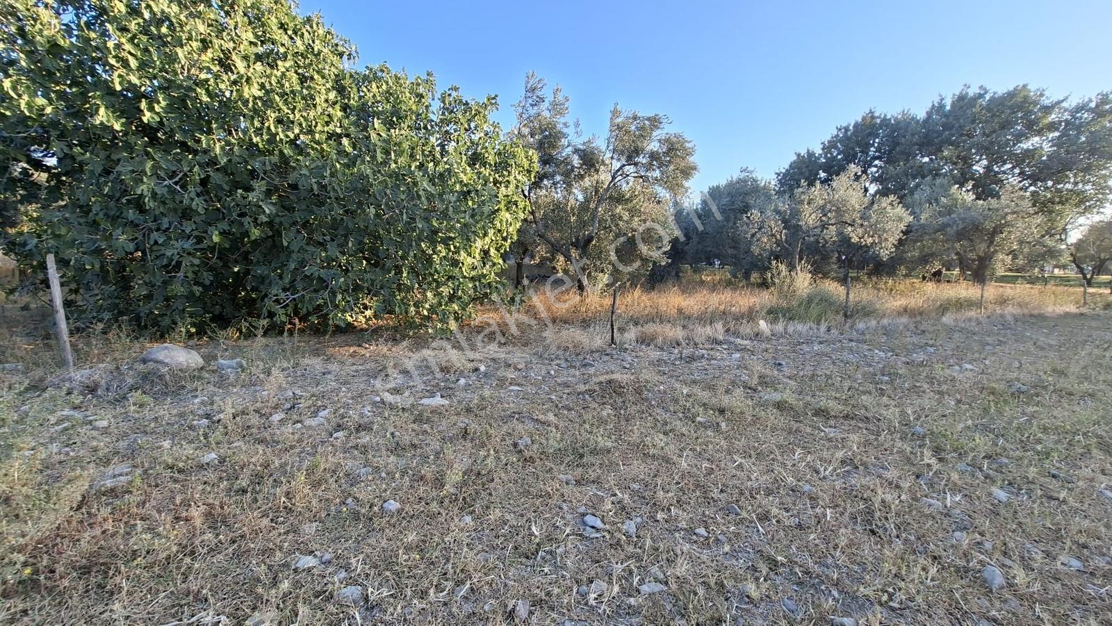 Rw Nefes'ten Burhaniye Kızıklıda 3.916 M² Satılık Tarla — fotoğraf 6
