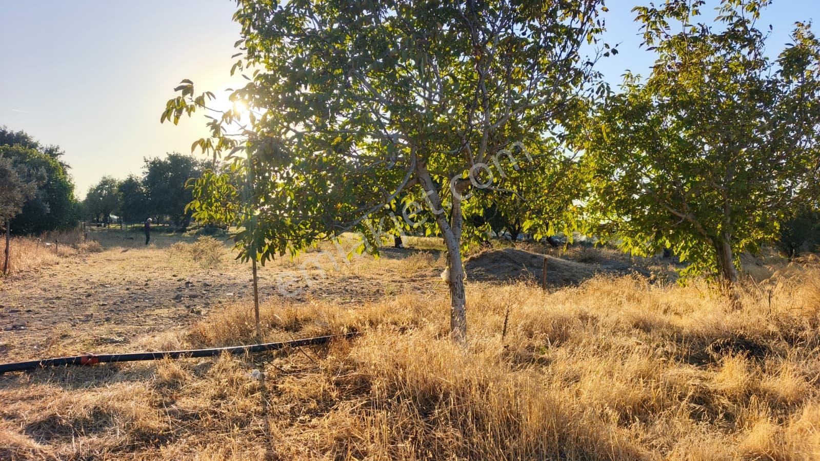 Rw Nefes'ten Burhaniye Kızıklıda 3.916 M² Satılık Tarla — fotoğraf 9