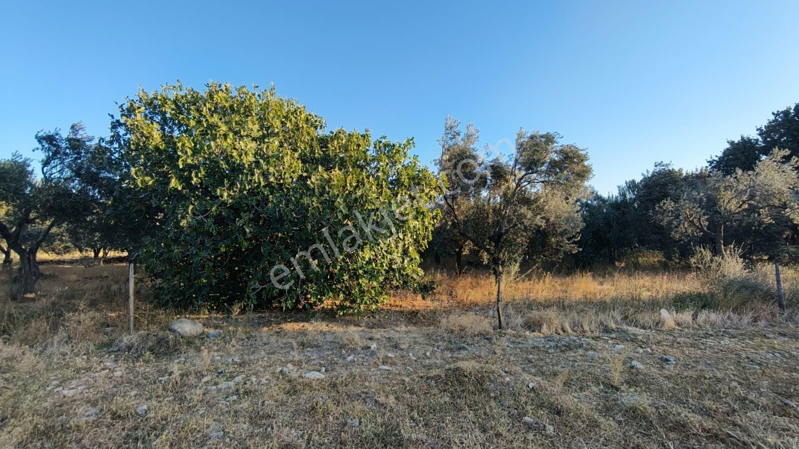 Rw Nefes'ten Burhaniye Kızıklıda 3.916 M² Satılık Tarla — fotoğraf 11