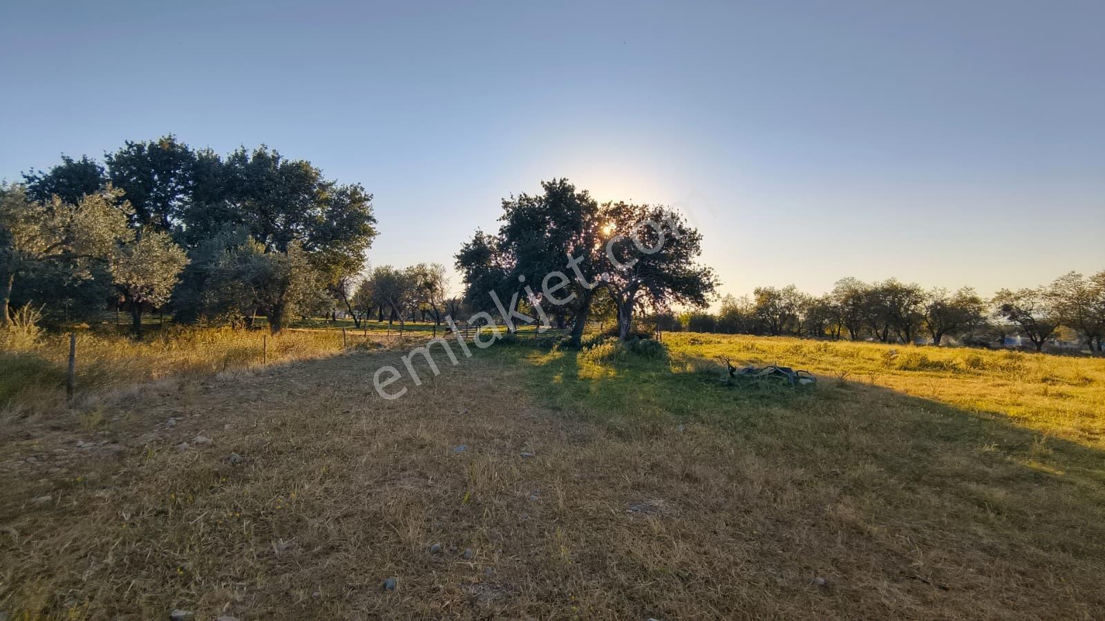 Rw Nefes'ten Burhaniye Kızıklıda 3.916 M² Satılık Tarla — fotoğraf 14