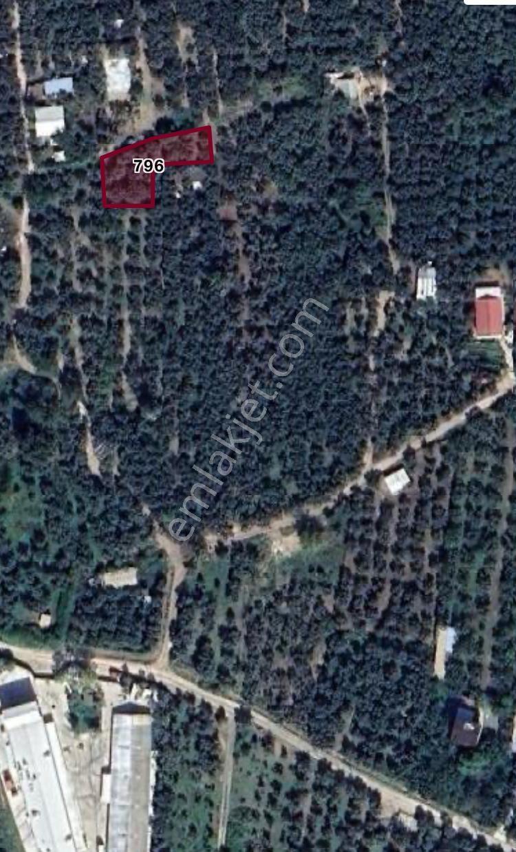 Uzun Mustafa Dan Erdek Ocaklar Da Satılık Zeytinlik — fotoğraf 2