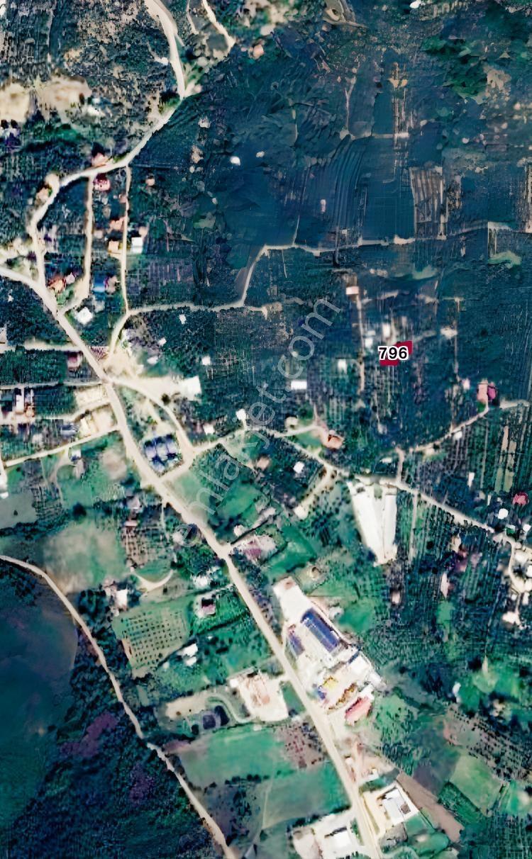 Uzun Mustafa Dan Erdek Ocaklar Da Satılık Zeytinlik — fotoğraf 3