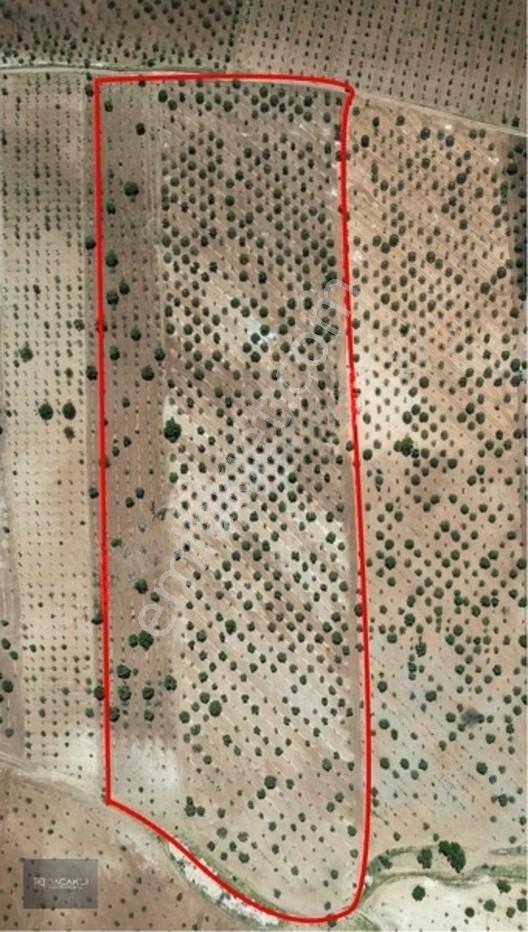 Kadir Saçaklı Emlak'tan 33.700 M² Fıstıklık — fotoğraf 2