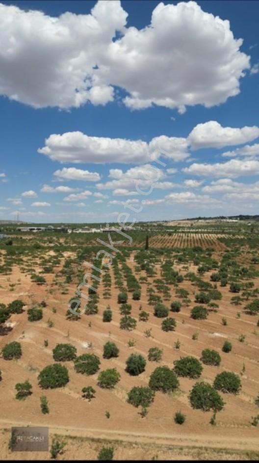 Kadir Saçaklı Emlak'tan 33.700 M² Fıstıklık — fotoğraf 5
