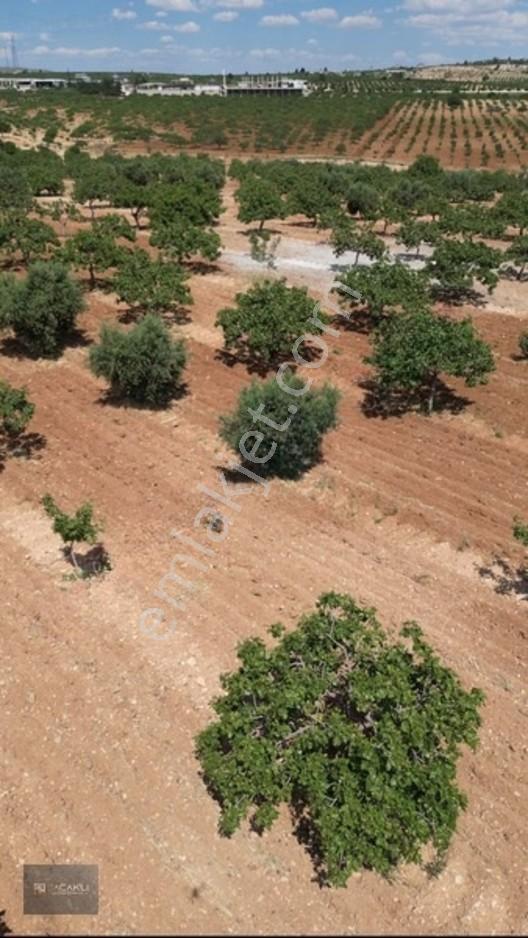 Kadir Saçaklı Emlak'tan 33.700 M² Fıstıklık — fotoğraf 6