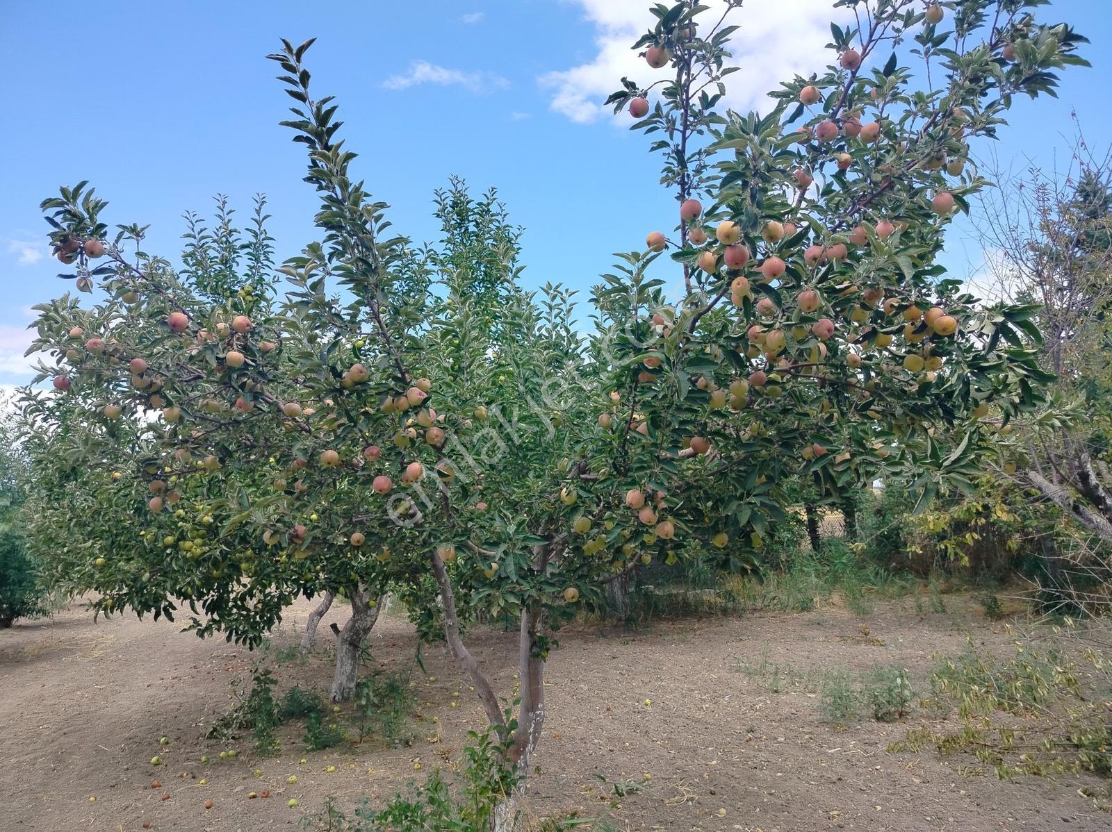 Kahramankazan Günbaşı Satılık Tarla — fotoğraf 28