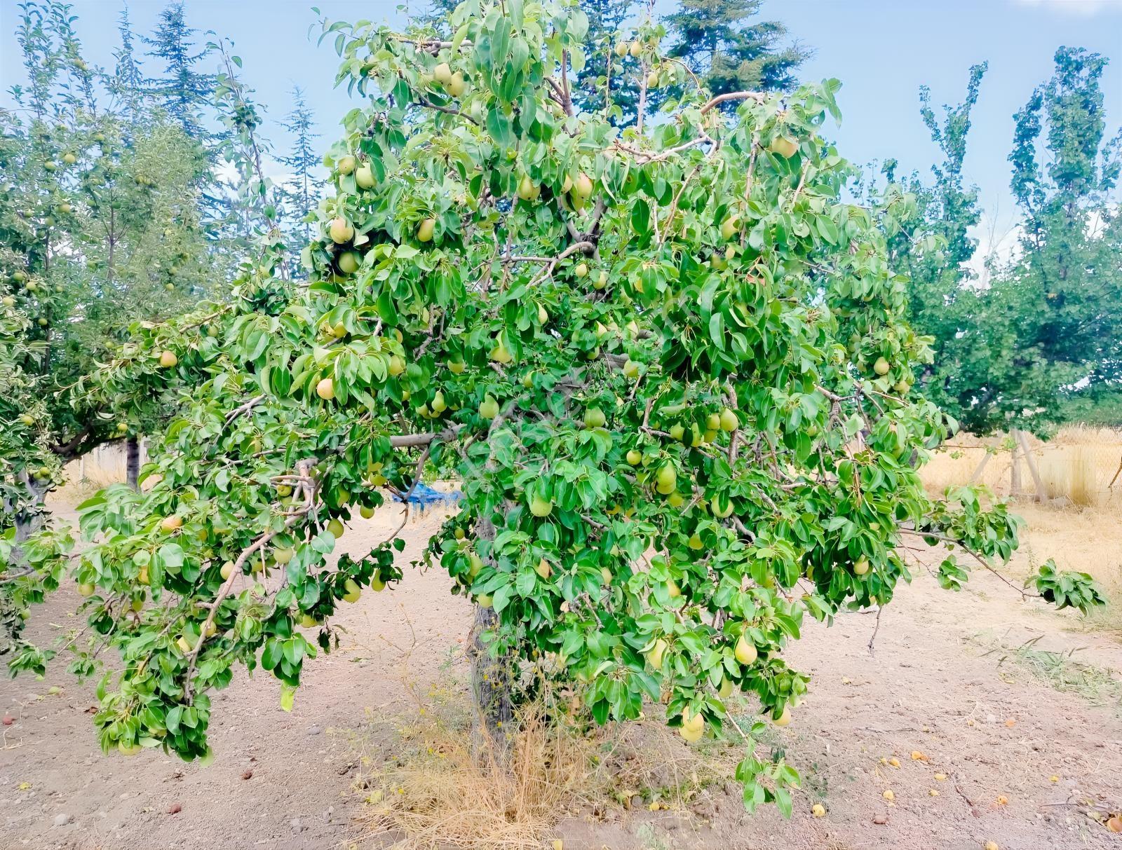 Kahramankazan Günbaşı Satılık Tarla — fotoğraf 30