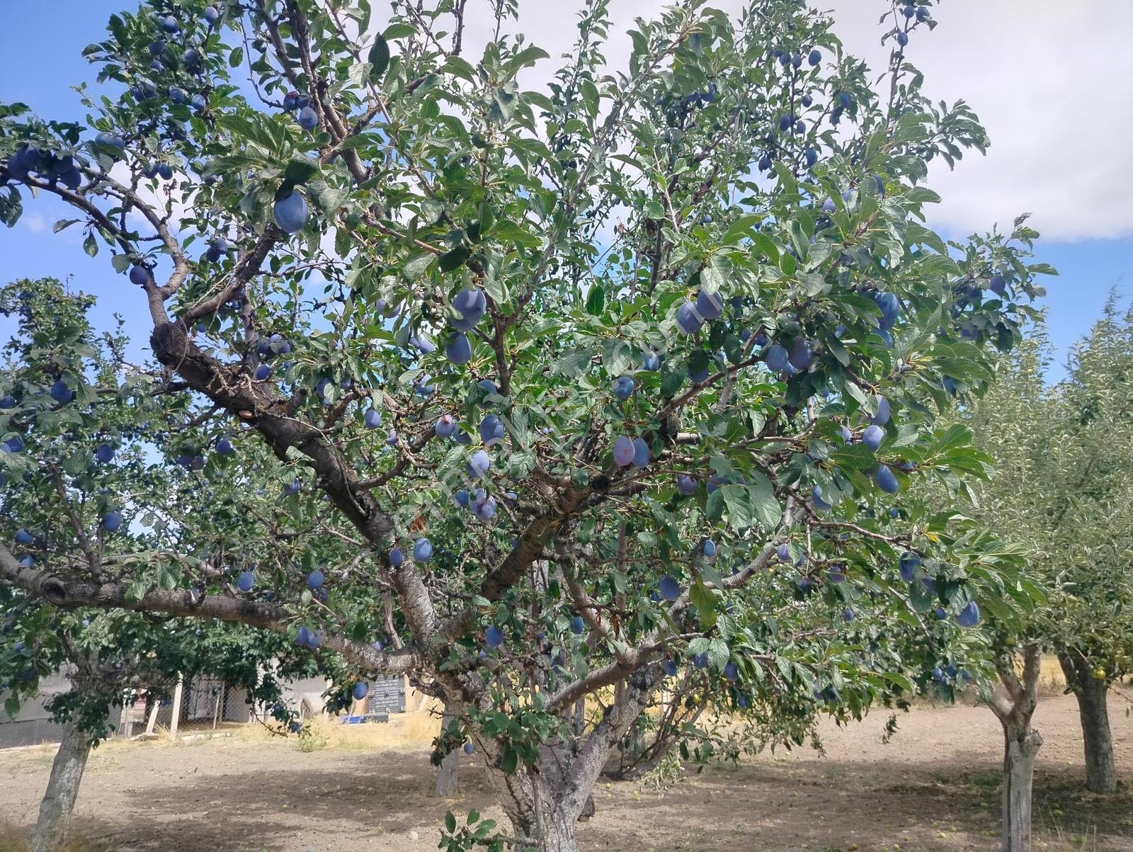 Kahramankazan Günbaşı Satılık Tarla — fotoğraf 32