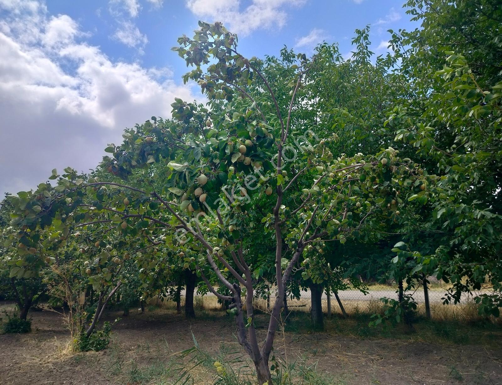 Kahramankazan Günbaşı Satılık Tarla — fotoğraf 33