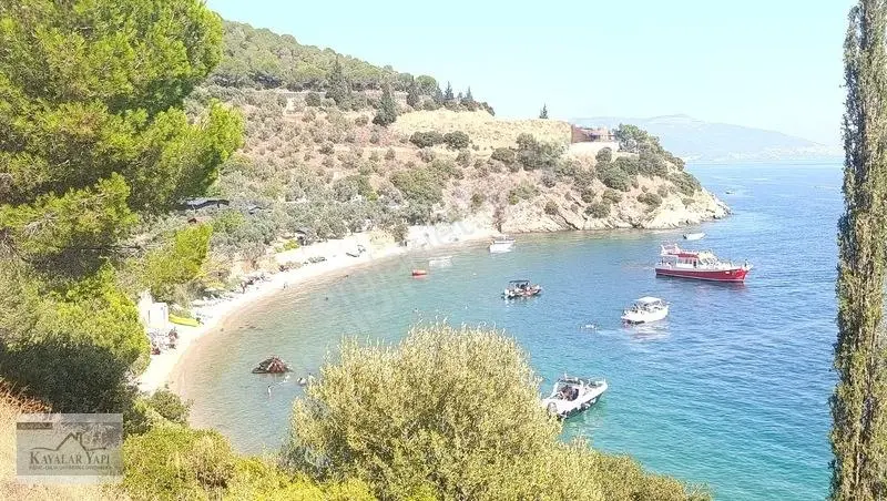 Yalova Armutlu Cennet Koyu Denize Sıfır Zeytinlik — fotoğraf 2