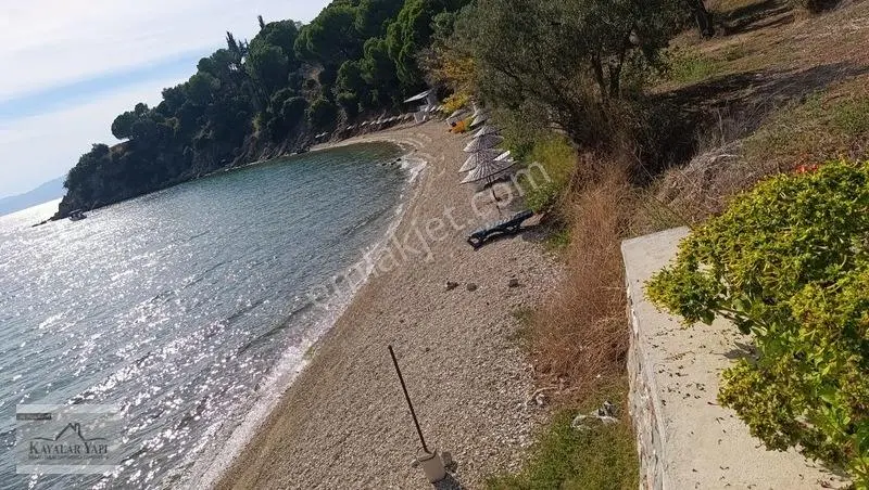 Yalova Armutlu Cennet Koyu Denize Sıfır Zeytinlik — fotoğraf 6