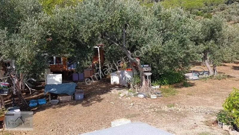 Yalova Armutlu Cennet Koyu Denize Sıfır Zeytinlik — fotoğraf 7