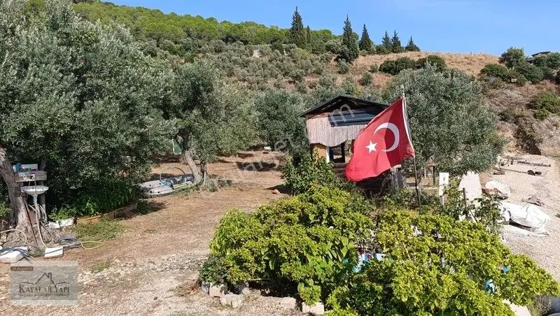 Yalova Armutlu Cennet Koyu Denize Sıfır Zeytinlik — fotoğraf 8