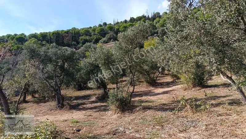 Yalova Armutlu Cennet Koyu Denize Sıfır Zeytinlik — fotoğraf 10
